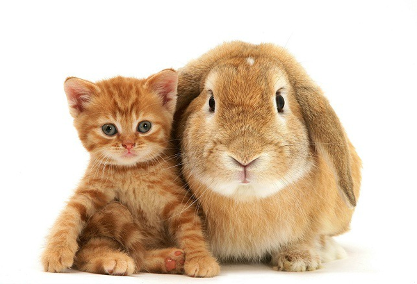 Chaton et lapin