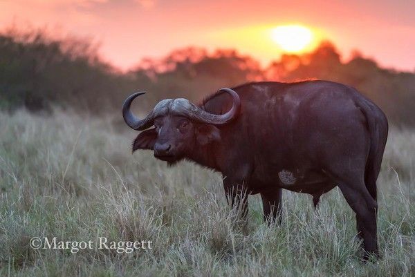 Photographie de Margot Raggett