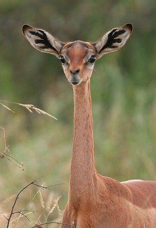 Gerenuk ou gazelle de waller