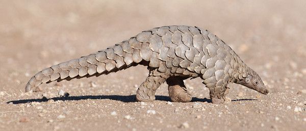 Pangolin