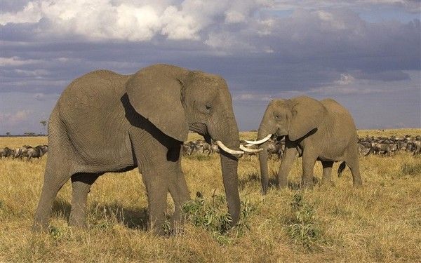 Elephants