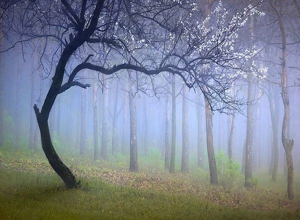 balade en forêt