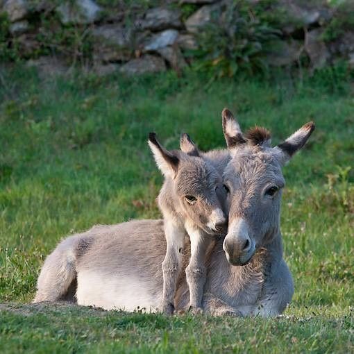 Pause tendresse...