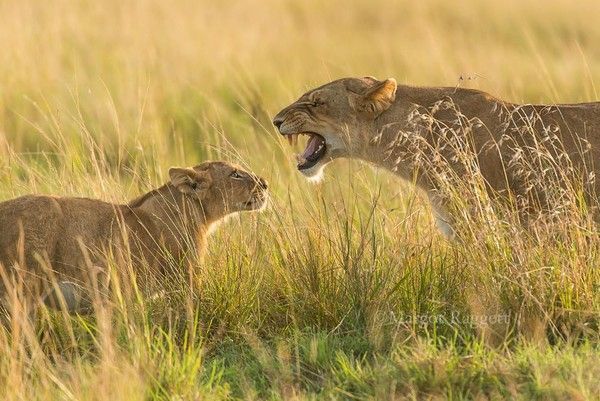 Photographie de Margot Raggett