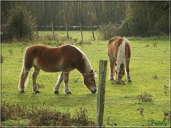 Chevaux