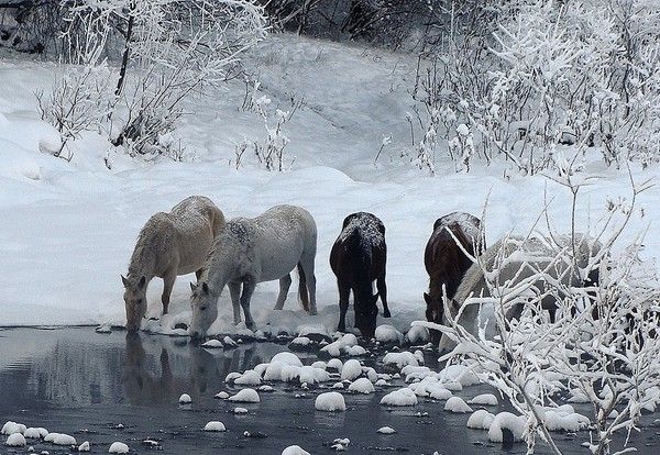 CHEVAUX