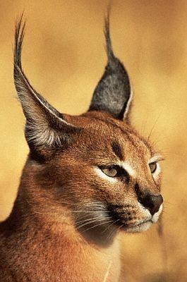 Caracal