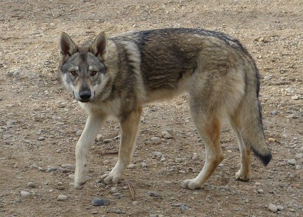 Chien, croisé loup de Tchécoslovaquie