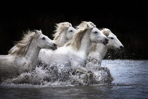 Chevaux Camarguais