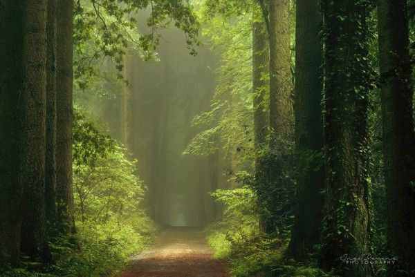 Ballade en forêt