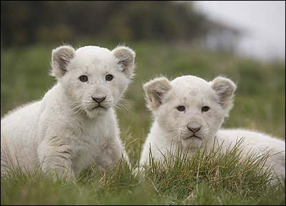 Lionceaux blancs