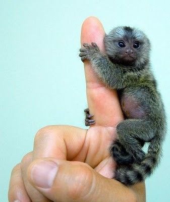 Un singe minuscule...