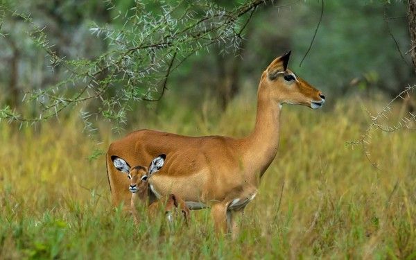 Une antilope et son petit 
