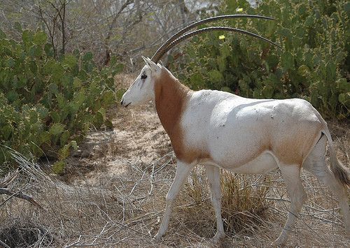 Oryx du Sénégal
