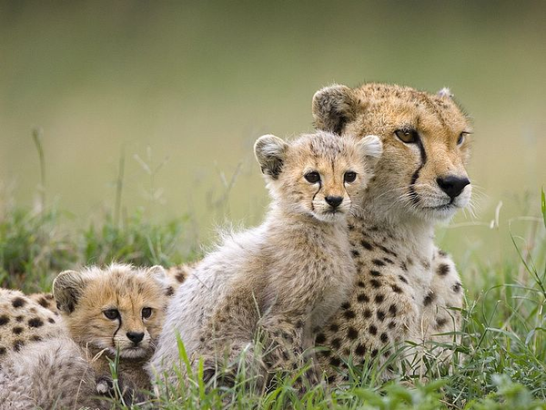 Famille de léopards