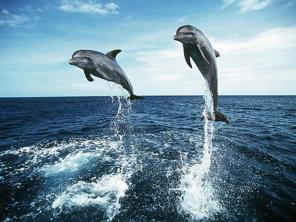 Dauphins