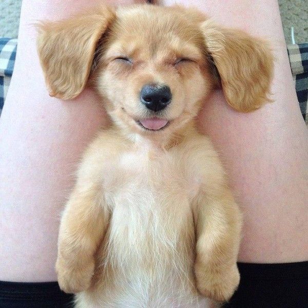 Un chien heureux