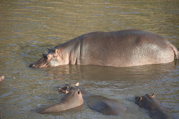 Hippopotames