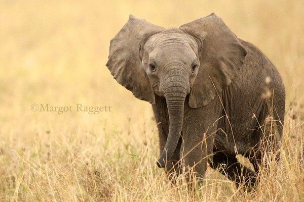 Photographie de Margot Raggett