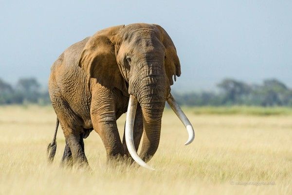 Photographie de Margot Raggett)