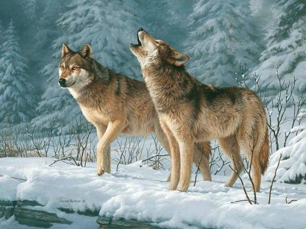 Loups