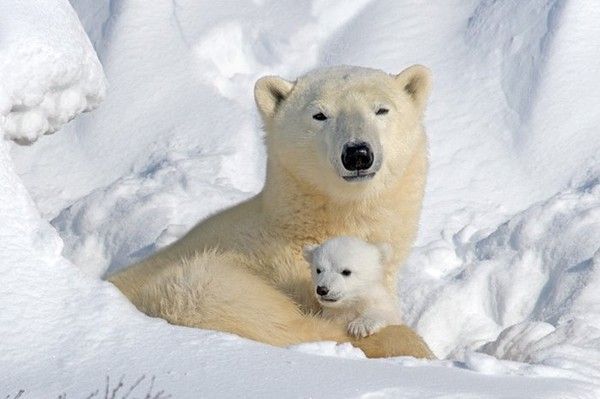 Ours polaires