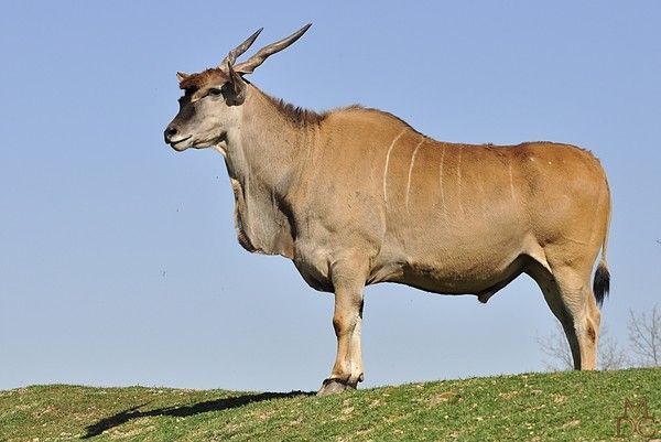 Eland du Cap