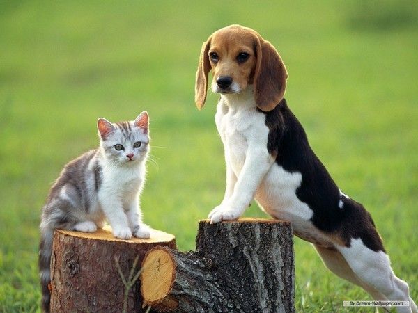 Chien et chat