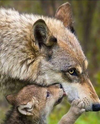 Loups