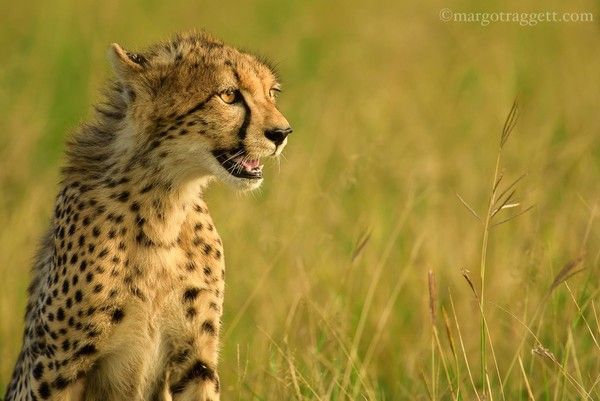 Photographie de Margot Raggett)