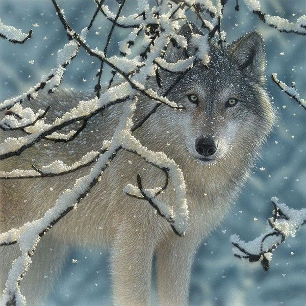 Loup