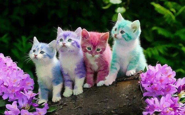 Chatons