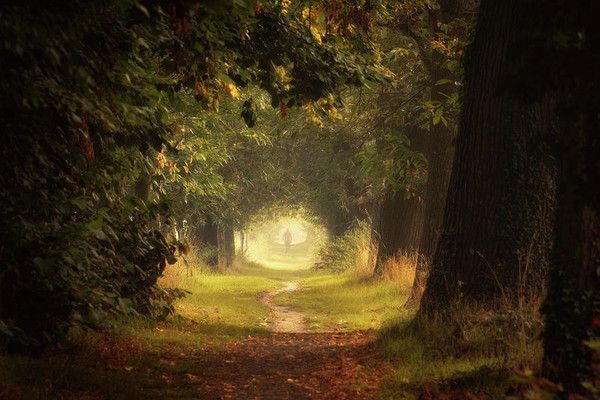 Ballade en forêt