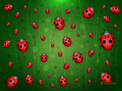 Coccinelles