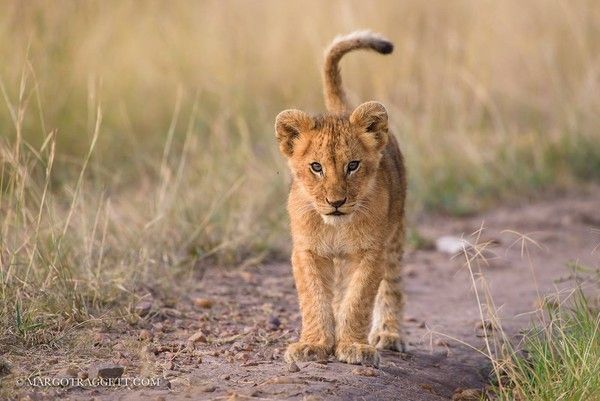 Photographie de Margot Raggett