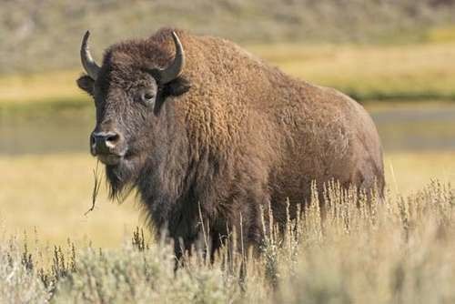 Bison