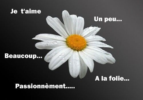 Je t'aime...