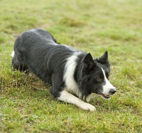 Border collie