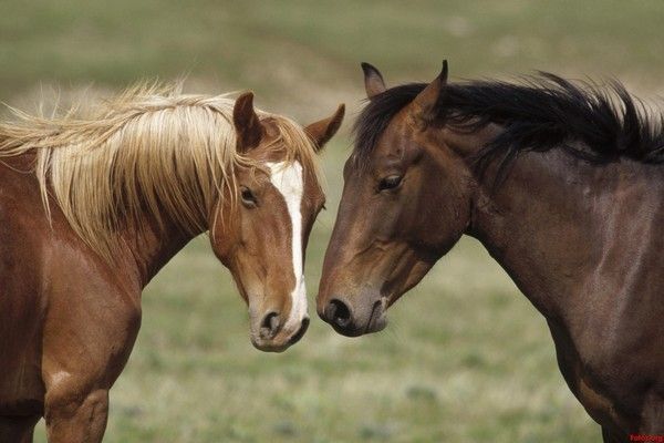 CHEVAUX