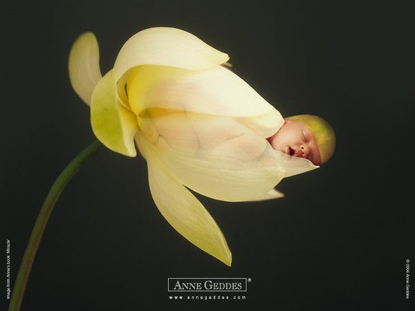 Bébé d'Anne Geddes