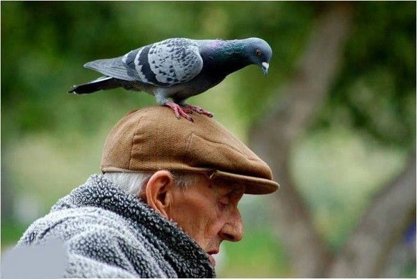 Le vieil homme et le pigeon