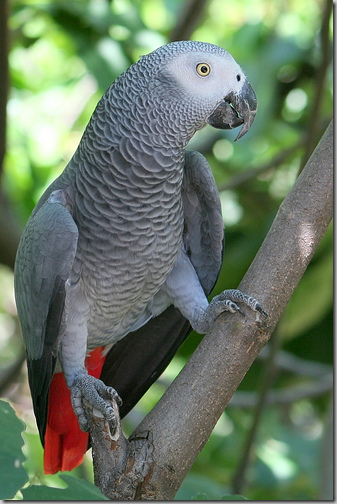 Perroquet, gris du Gabon