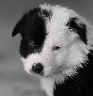 Border collie