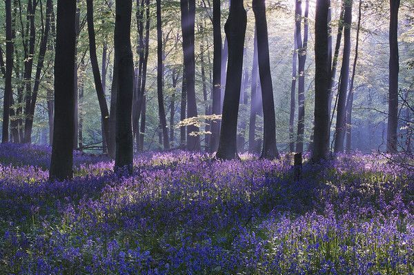 En forêt