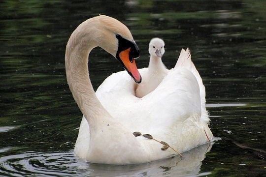 Maman cygne et son bébé