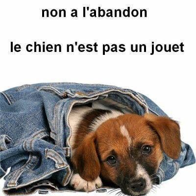 Non à l'abandon!!