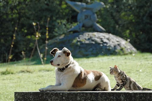 Chien et chat