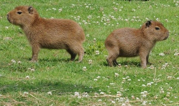 Agouti