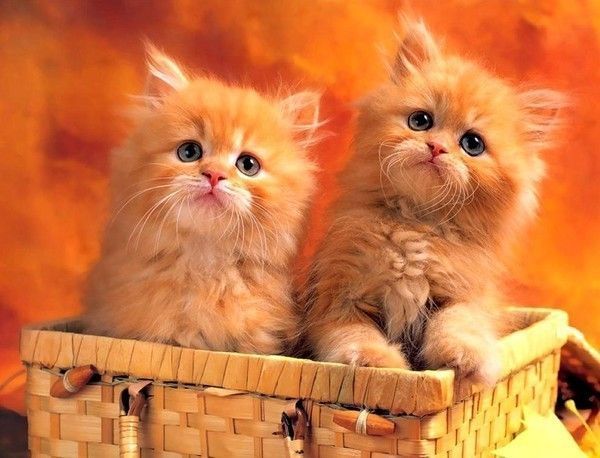 Chatons