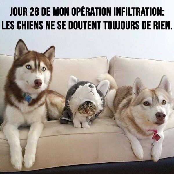 Chiens